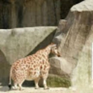 Meet your Posher, Devin